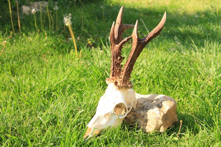 őzbak vadászat, Cigánd